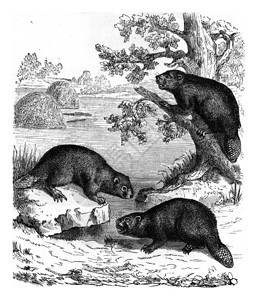 美国海狸古代雕刻的插图来自PaulGervais的动物元素图片