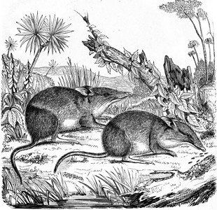 从PaulGervais的Zoology元素图片