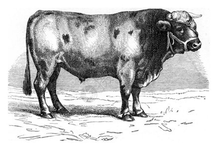 BeefGaronnaise古典雕刻的插图来自PaulGervais的动物学元素图片