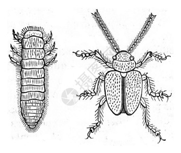 Alfalfa幼虫和成年状态的Colaspis古代刻字插图来自PaulGervais的动物学元素图片