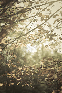 阳光中的小树枝秋天林地自然户外植被概念图片