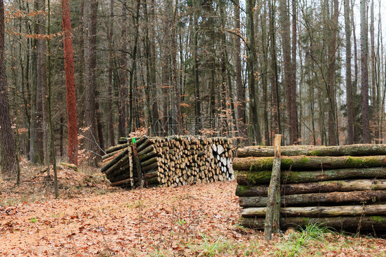 林木秋天森的材伐新剪的树堆积起来秋天的风景图片