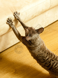 在家里的坏动物行为概念猫用爪子抓白沙发猫图片
