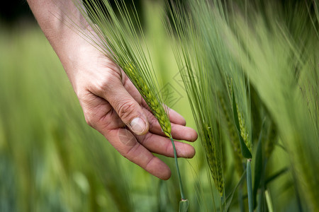 农民用手摸小麦新鲜绿耳朵春天在康菲尔德图片