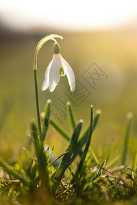 美丽的孤立白雪花朵背景模糊春天图片