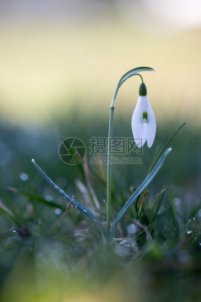 美丽的孤立白雪花朵背景模糊春天图片