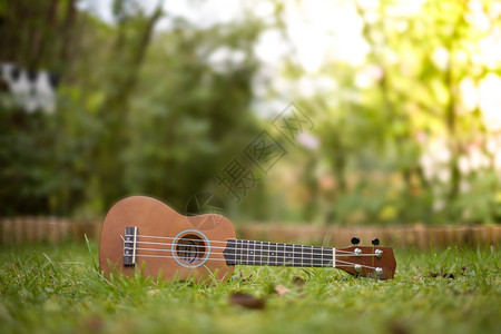 Ukulele躺在绿色的草地上模糊公园区在背景中图片