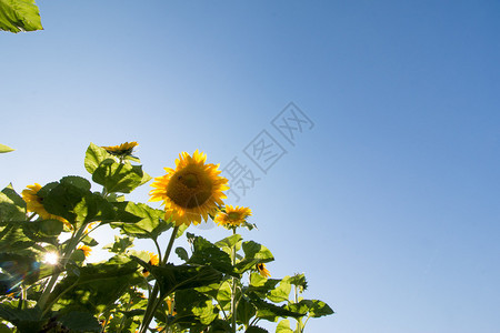 夏日向葵开花的田地蓝色天空图片