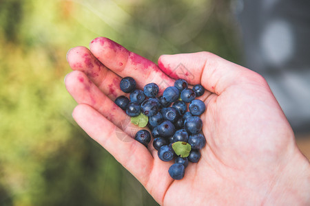 在山上徒步时采摘或收集新鲜的成熟蓝莓图片