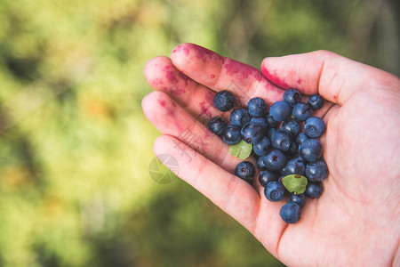在山上徒步时采摘或收集新鲜的成熟蓝莓图片