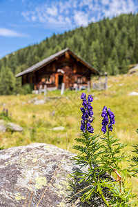 奥地利的山丘小屋阿尔卑斯山脉的自然景观图片