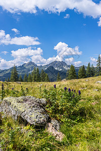 阿尔卑斯山景观草地森林山区和蓝天图片