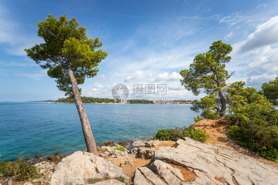 克罗地亚美丽海岸的坚固树木清蓝水图片