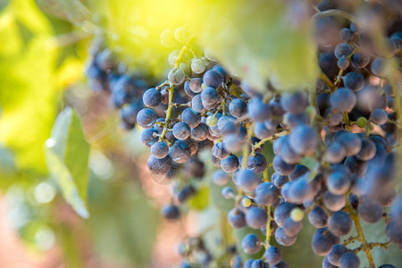 克罗地亚农场的葡萄图片