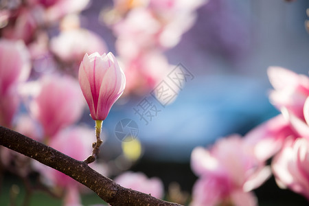 春天的木兰花粉红色美丽的花朵图片