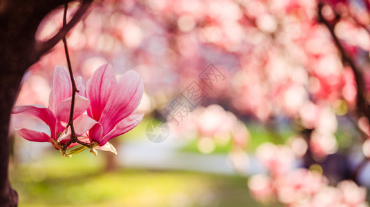 春天的木兰花粉红色美丽的花朵图片