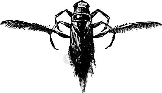 黑色的backswimmer古老的雕刻插图1890年自然界的laviedanslanature