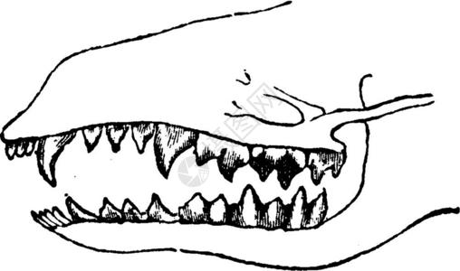 千足虫插画