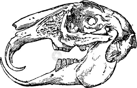 鲸鱼三视图180年动物的自然史插画