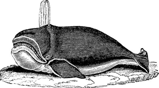 鲸鱼三视图插画