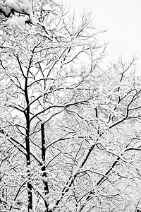 下大雪后的冬季树黑白图像图片