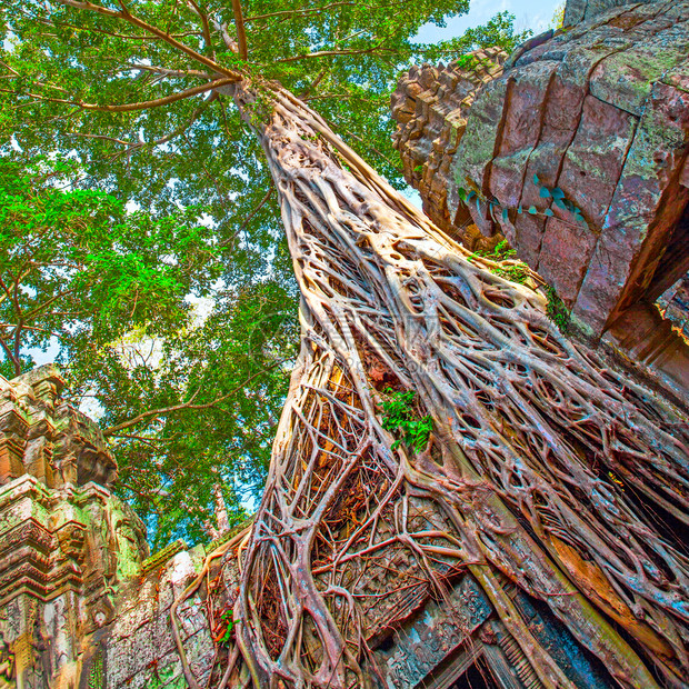 柬埔寨吴哥寺TaPhrom寺巨树根图片