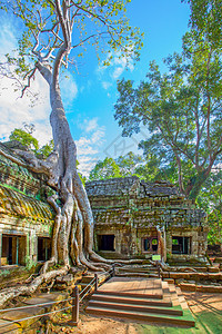 TaProhm寺庙的废墟被柬埔寨吴哥河的巨根缠绕在一起图片
