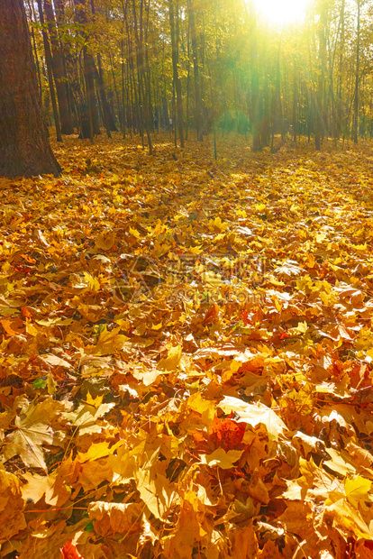 秋季公园绿树和黄色落叶秋季风景文字空间图片