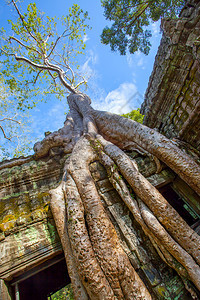 柬埔寨吴哥之水大树根图片