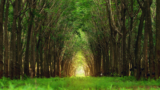 泰国普吉橡胶种植园的树木隧道夏季穿过花园公图片