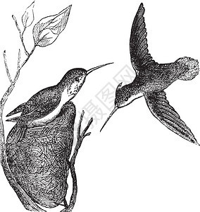 RifousHumingbird或Selasphorusrufus古代雕刻RufousHummingbird的老雕刻插图显示雄鸟图片