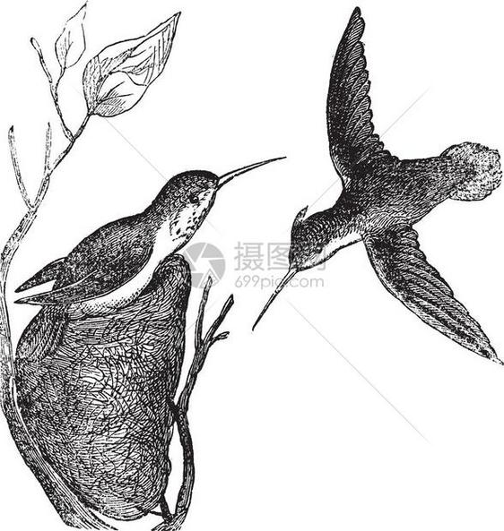 RifousHumingbird或Selasphorusrufus古代雕刻RufousHummingbird的老雕刻插图显示雄鸟图片