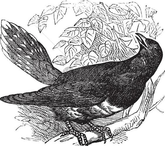 Cuckoo或CuculusCanorus古典雕刻的Cuckoo的古典插图图片