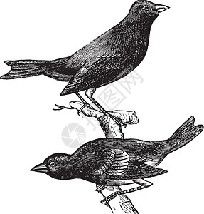 cyanea古代雕刻旧的印地书插图显示一对印地戈bunting显示雄鸟插画