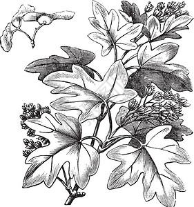 无患子皮插画