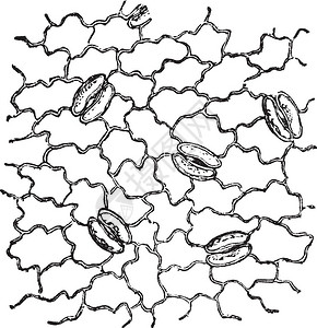 气孔渗透插画_气孔渗透卡通_气孔渗透插图_手绘_板绘_摄图网