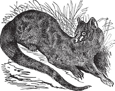 果子狸插画_ 果子狸卡通_ 果子狸插图_手绘_板绘_摄图网