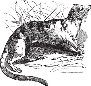 果子狸插画_ 果子狸卡通_ 果子狸插图_手绘_板绘_摄图网