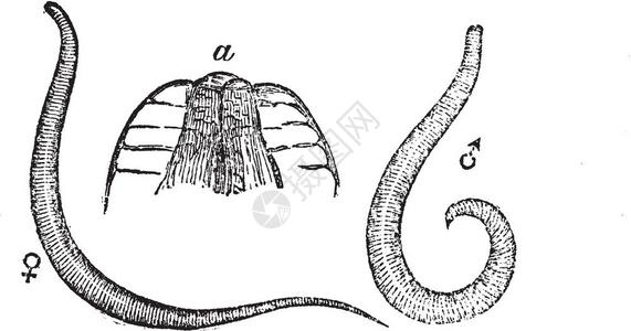 蠕虫放大插画