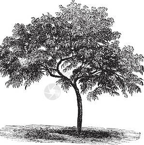 紫叶李树插画_紫叶李树卡通_紫叶李树插图_手绘_板绘_摄图网