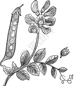 食堂食物peas或pisumsativum以文字刻画的插图显示播客左边和花朵顶端