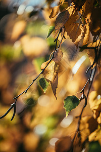 秋天的叶子多彩背景模糊图片