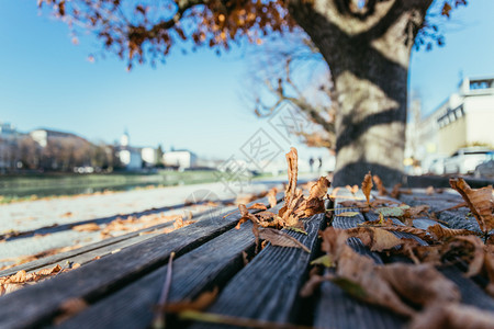 在公园长椅上的叶子阳光图片