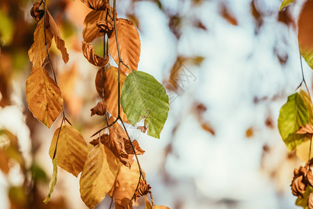 秋天树上多彩的叶子公园天文和模糊背景背景图片