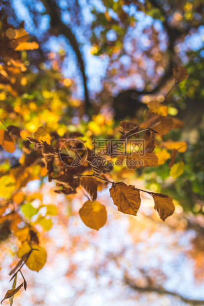 秋天树上多彩的叶子公园天文和模糊背景图片