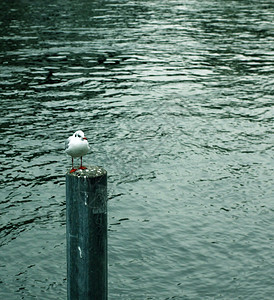 海鸥在柱子上水边图片