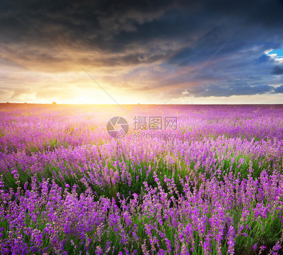 花草天然成分图片