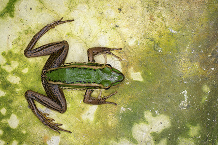 稻田绿青蛙或Ranaerethraea在地板上的图像图片