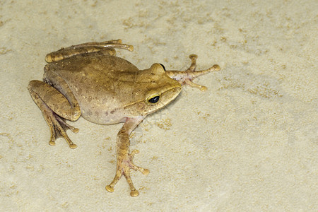 青蛙聚虫乳胶税花织地板上的雄图片