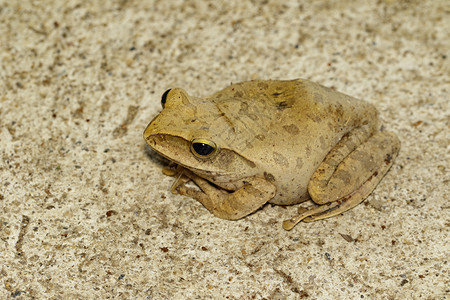 青蛙聚虫乳胶税花织地板上的雄图片